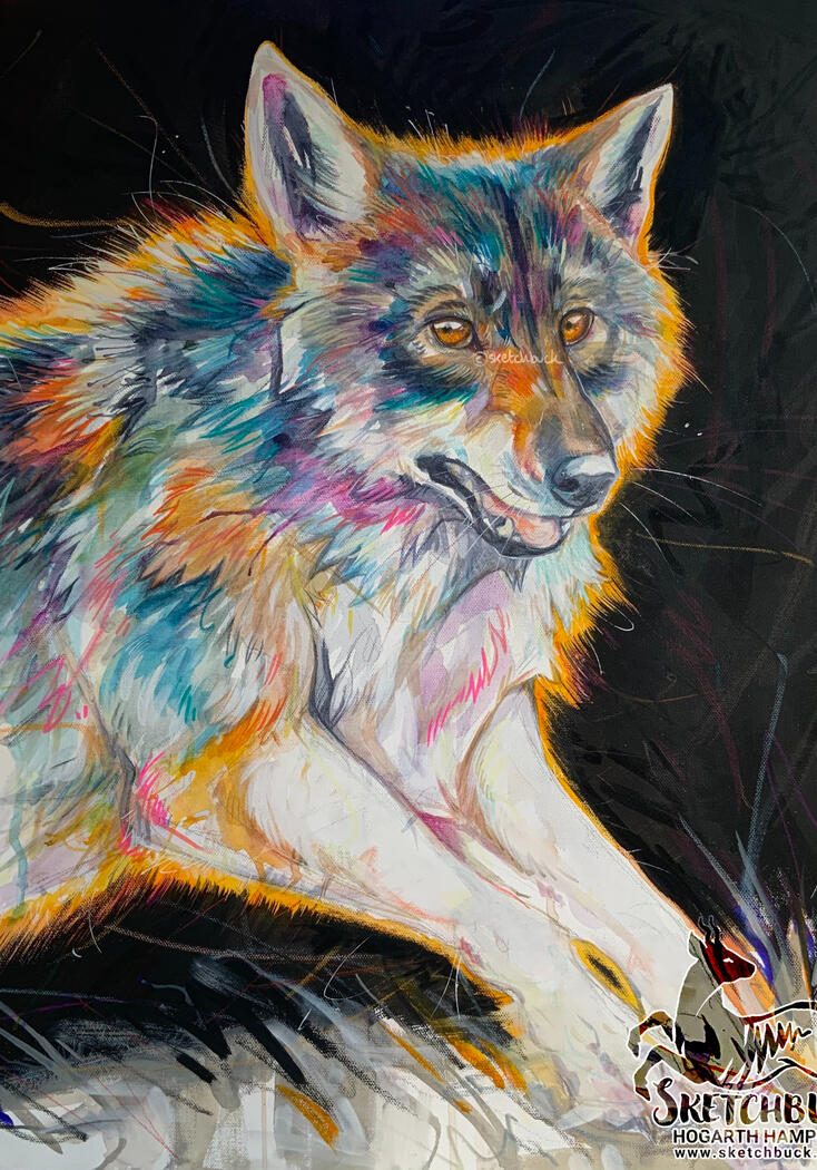 A watercolour painting of a Eurasian wolf leaping over the peak of a grassy hill, their eyes are fixed on the viewer. The hues in the fur have been accentuated into vibrant colours such as blues, purples and orange. The black sky background captures a pris